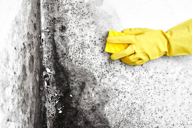 Trusted Blandon, PA Mold Removal Experts