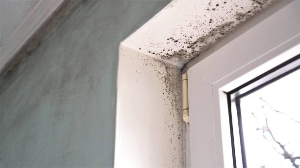 Best Toxic Mold Removal  in Blandon, PA