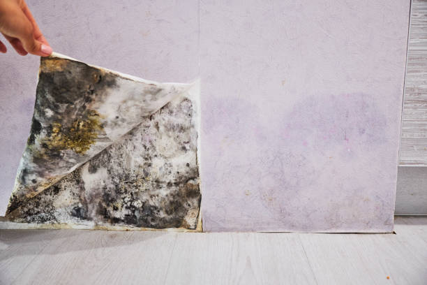 Best Mold Removal Near Me  in Blandon, PA